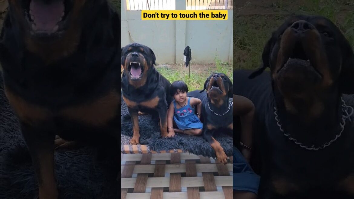 Rottweiler with baby | dog shorts | #shorts #short #viral #dog