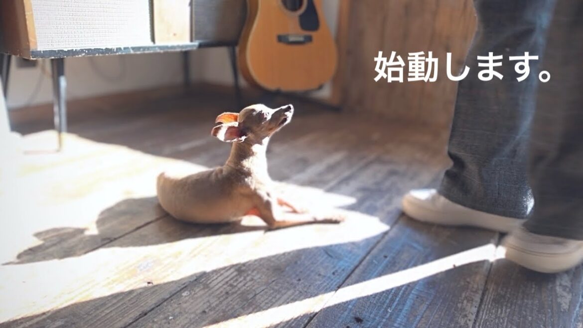 【ご報告】レイス家から皆様に嬉しいお知らせがあります。