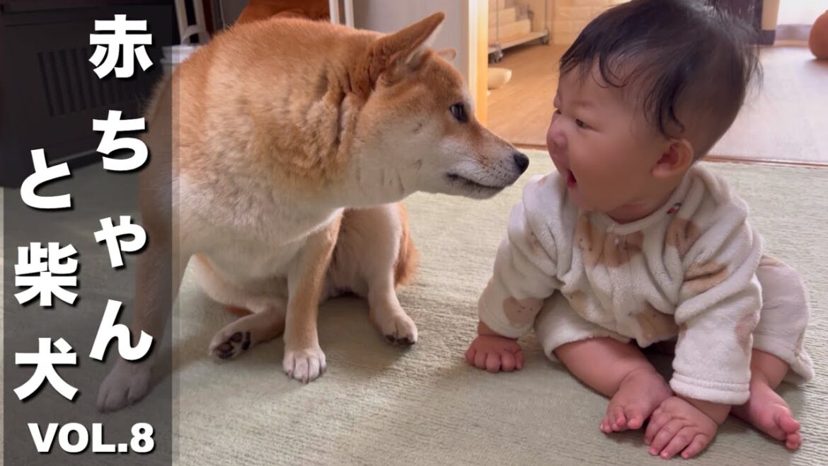 動けないもどかしさを感じ始めた赤ちゃんを温かく見守る柴犬達