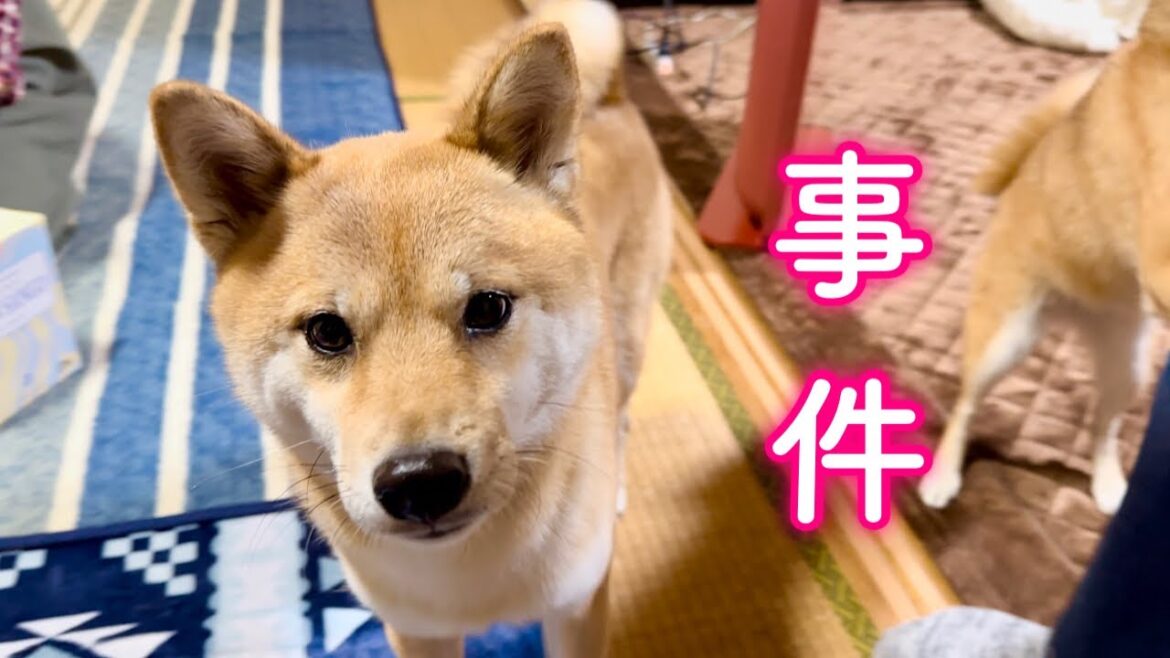 ママの実家に着いて早々お漏らしをしてしまいションボリ反省する柴犬