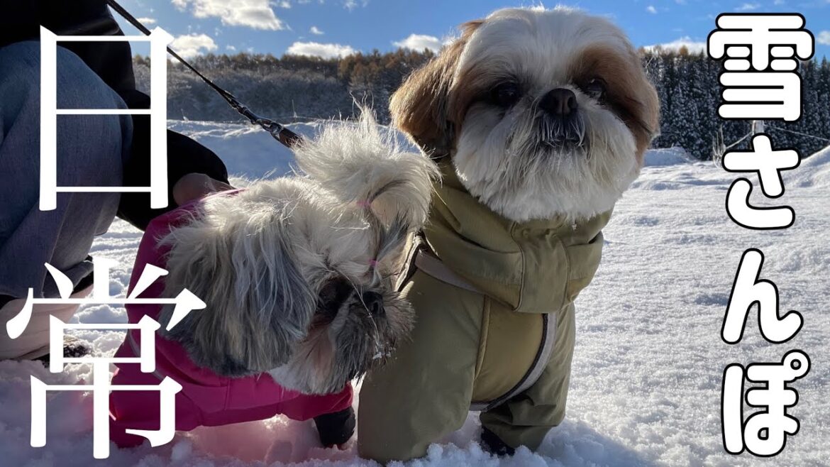 [シーズー多頭飼い]雪大好きワンコのお散歩と日常