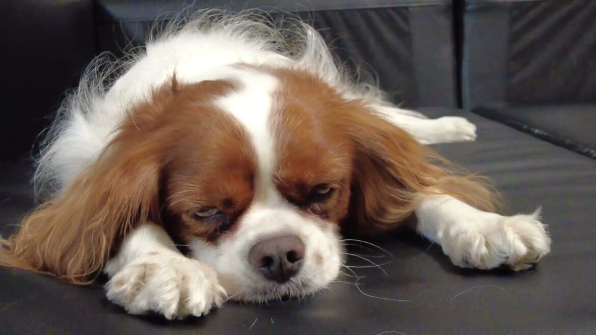 何かを喋る犬【キャバリアキングチャールズスパニエル】平和を象徴するような優しくて人懐っこい性格の可愛い犬種【再会に胸高鳴り肉躍る】