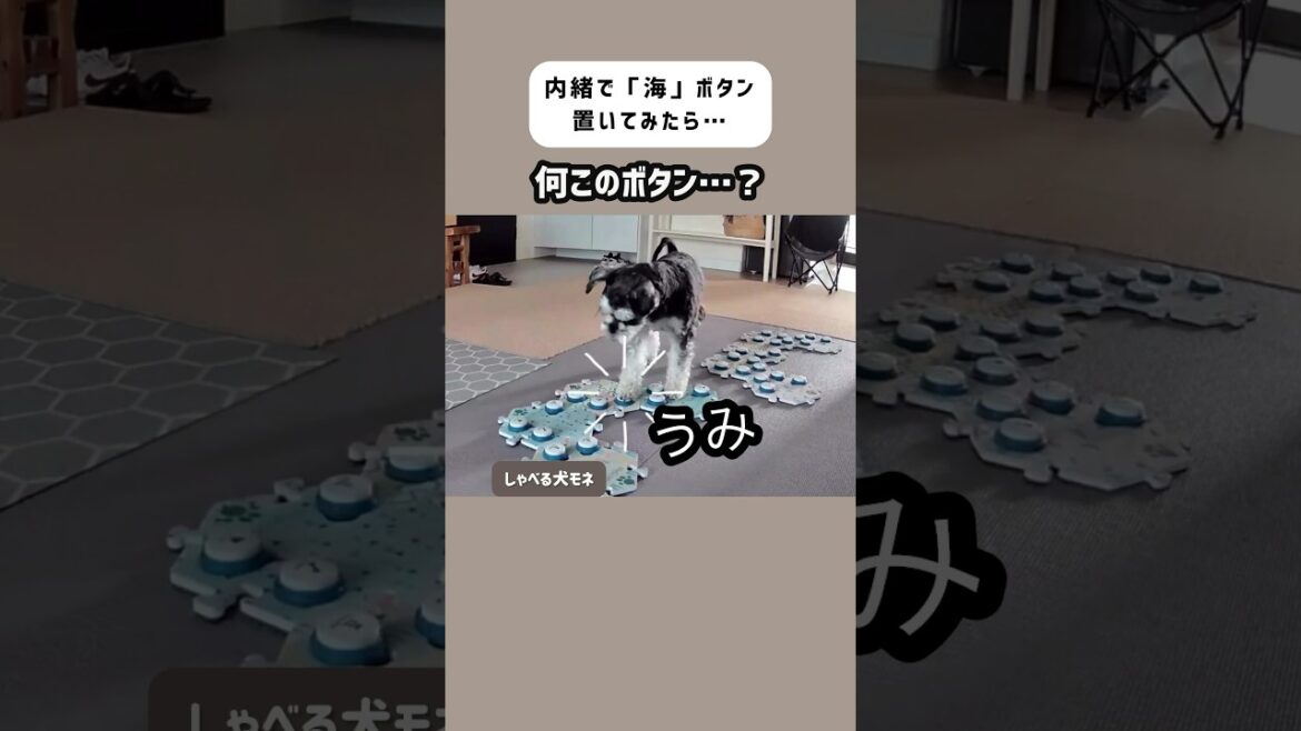 内緒で「海」ボタン設置したら凄い反応だった　#しゃべる犬 #ミニチュアシュナウザー