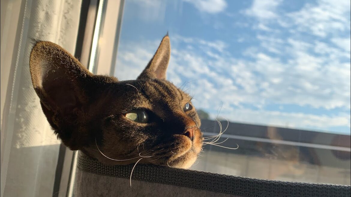 デボンレックス弟が新しいハンモックでリラックスしています(Devon Rex cat lying comfortably in the new hammock)