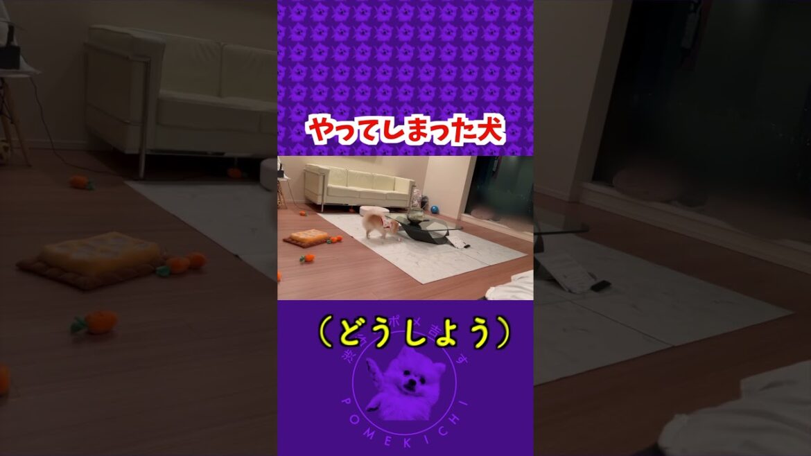 人間みたいに「あっ」って言うのおもろい #ポメラニアン