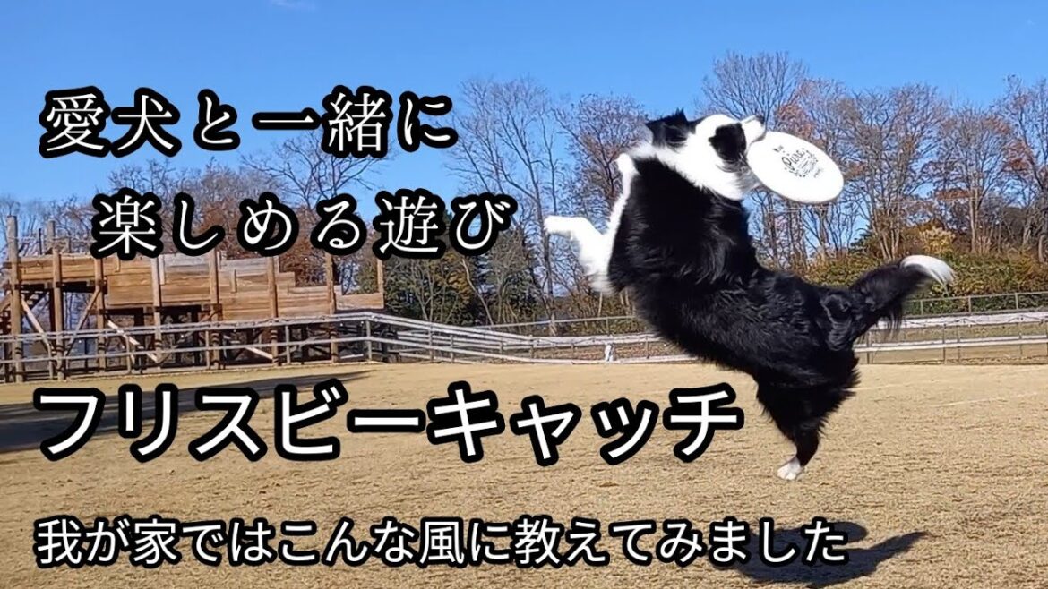 フリスビーキャッチ　我が家ではこんな風に教えてみました