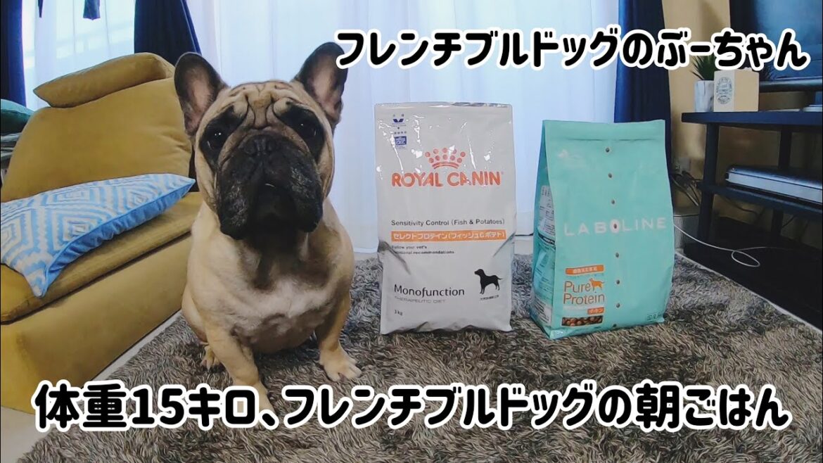 【朝ごはん】体重15キロ、フレンチブルドッグぶーちゃんの朝ごはん【french bulldog】