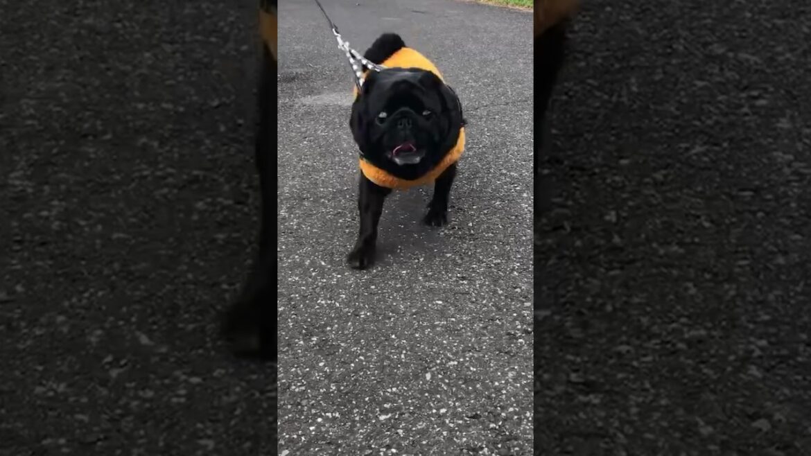 暖冬なので楽しく散歩する黒パグ!!It's a warm winter, so the black pug enjoys walking!