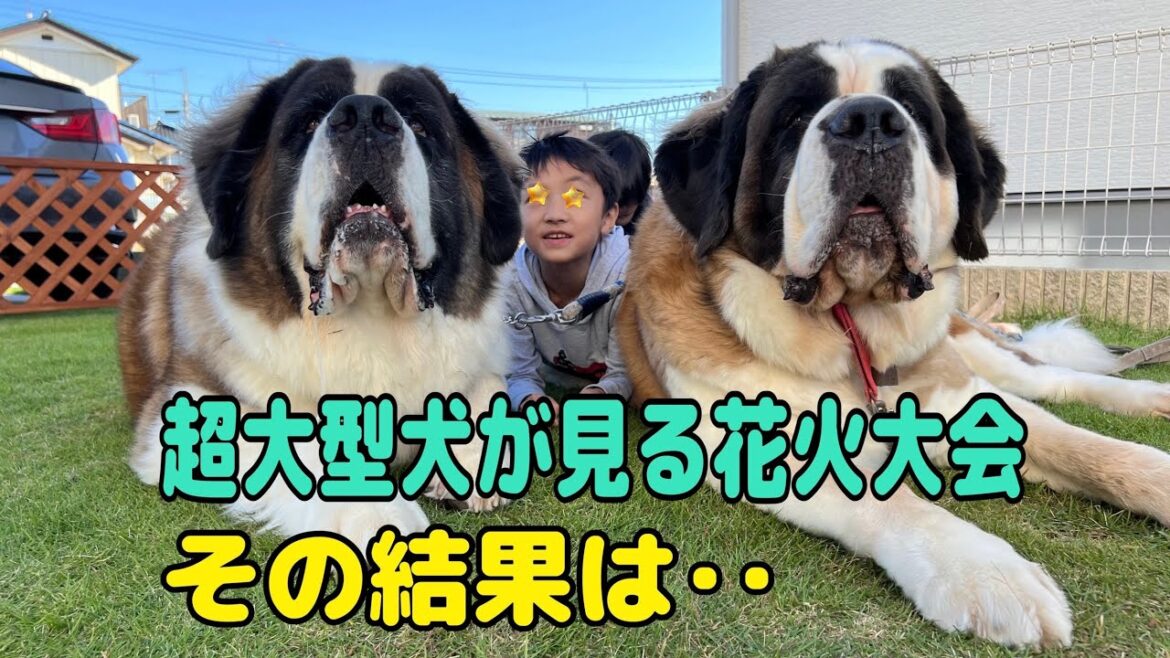 【セントバーナード】超大型犬が見る花火大会　その結果は・・・初めてのとと君・ららちゃん・ももちゃんの声を聞くことができました。