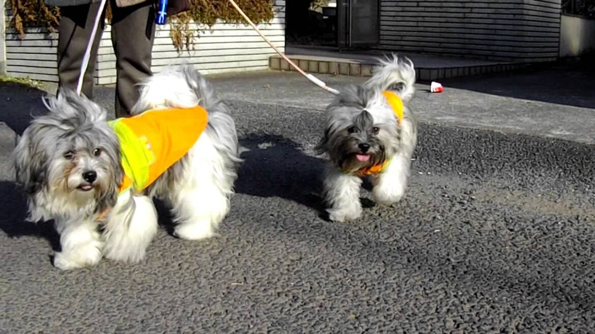 仔ラサのお散歩！「ぶちこ」「ぽっち」編