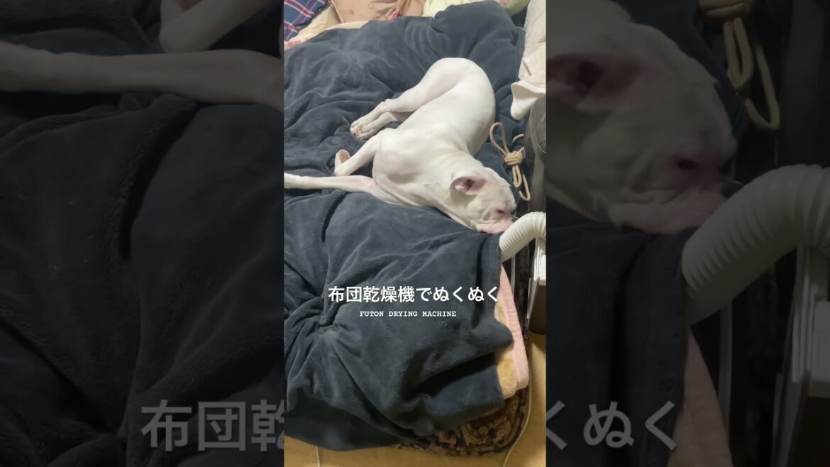 この場所は譲らない　ボクサー犬