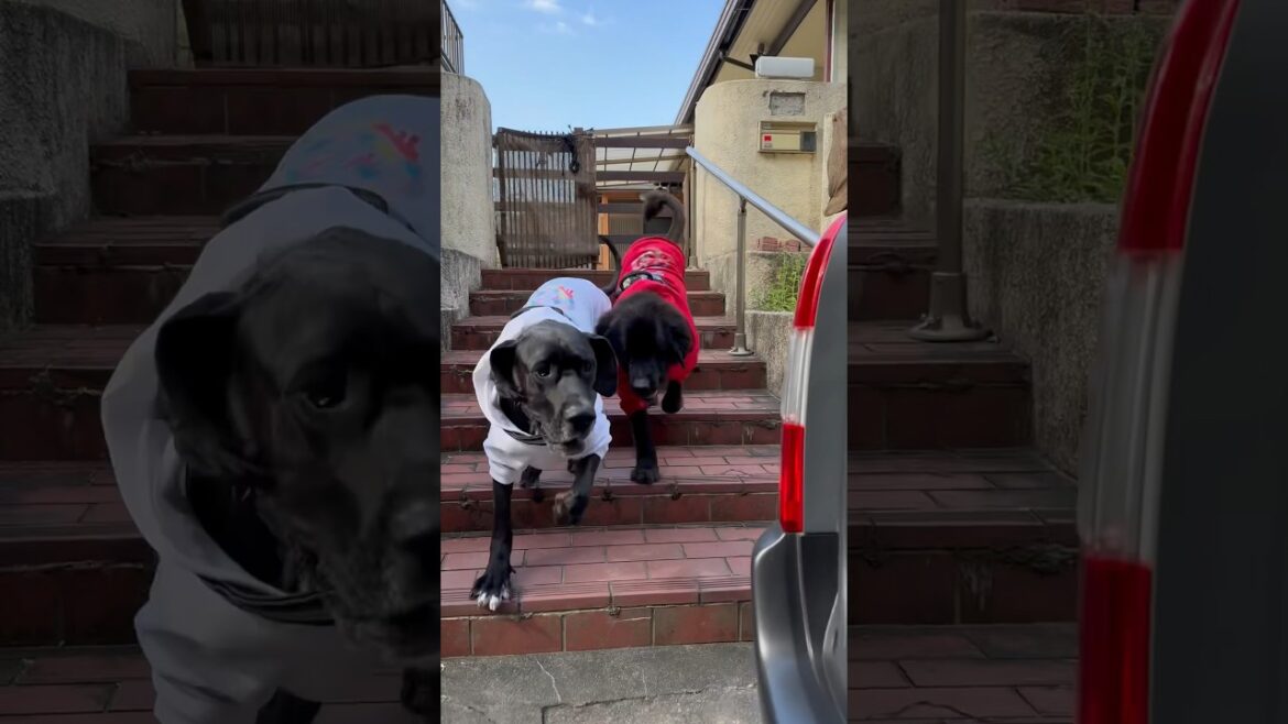 超大型犬 グレートデンvsニューファンドランド GIANTdog BOSS＆Queen 大型犬 保護猫 多頭飼育 犬好き 猫好き 渡辺ボス ユリウスk9 ハーネス プロボックスハイブリッド