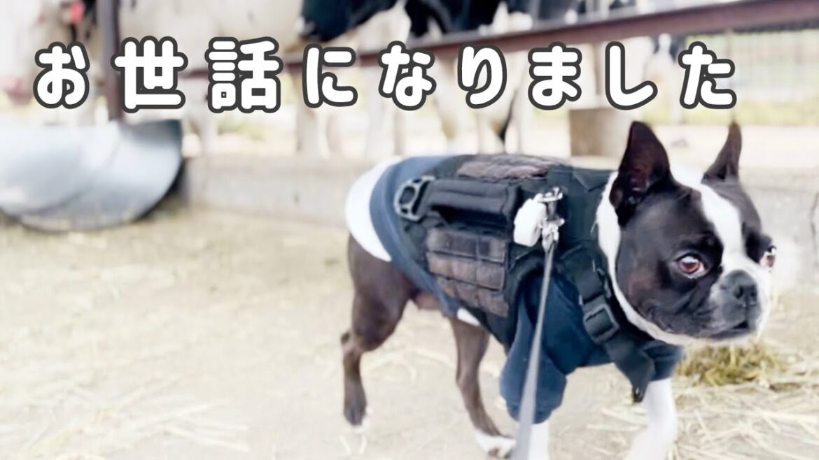 また来年！牧場のお友達にご挨拶に行きました【ボストンテリア】