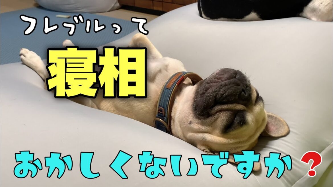 クセ強めなフレンチブルドッグの寝相を見て幸せになろう～
