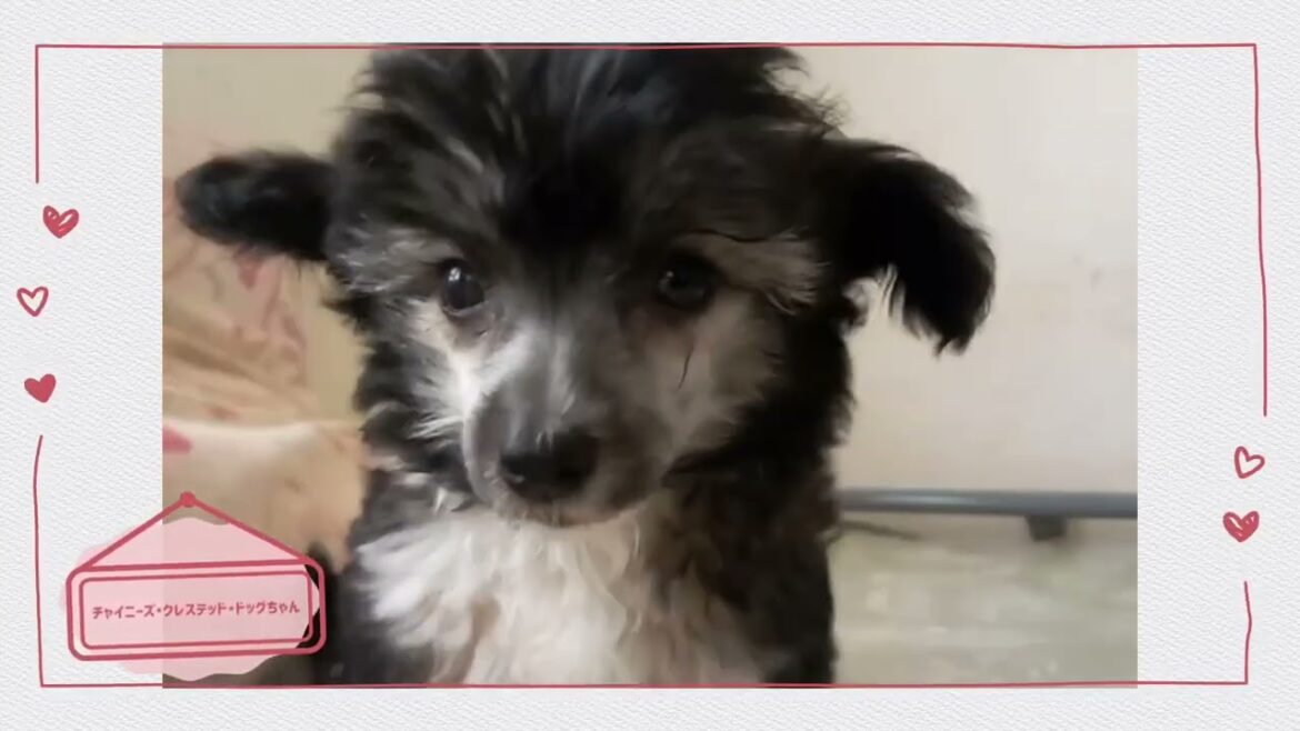 【チャイニーズ・クレステッド・ドッグ】ベビーちゃん☆