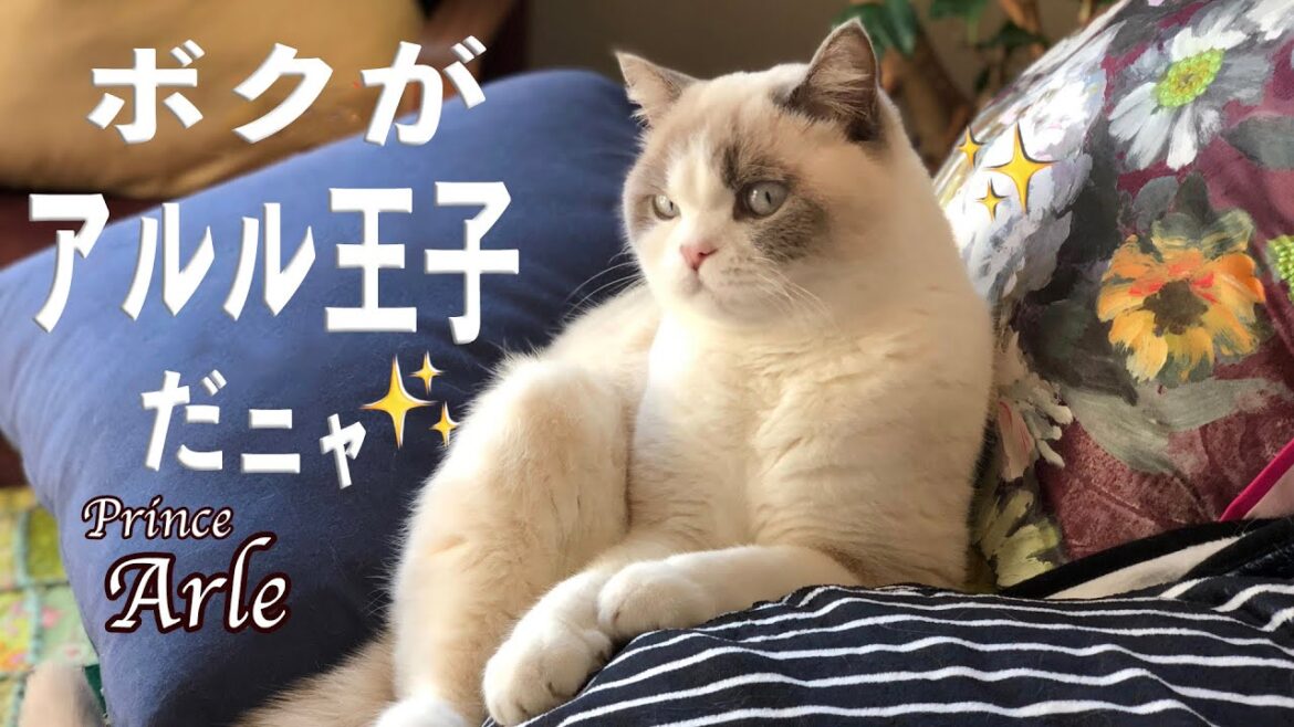 ブリティッシュショートヘアは動くテディベア🧸 珍しい色の猫【猫 かわいい 癒し 】 ブリティッシュショートヘアは動くテディベア🧸 珍しい色の猫【猫 かわいい 癒し 】