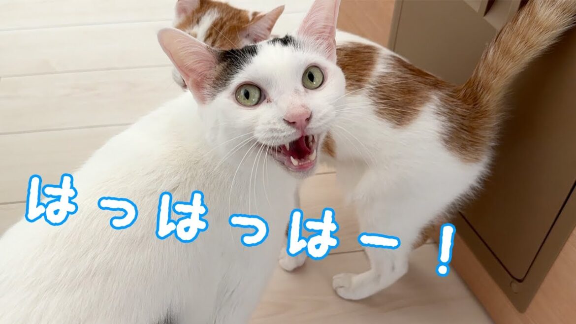 朝寝をせずに甘えに来たお喋り猫チロトロ 朝寝をせずに甘えに来たお喋り猫チロトロ