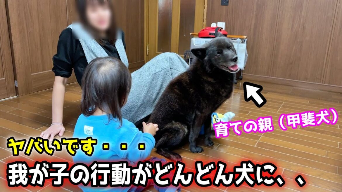 育ての親が犬だと、人間はこうなるみたいですw【甲斐犬一休と猫のしずく】