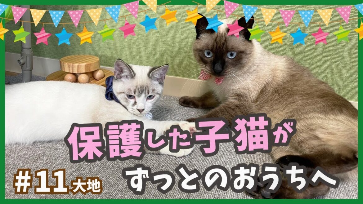 【保護 シャムミックス】保護猫が行く、ずっとのお家は運命の出会い。シャムの共演で最強可愛いタッグの完成です!【野良シャム・大地11】/ Kitten  protection 【保護 シャムミックス】保護猫が行く、ずっとのお家は運命の出会い。シャムの共演で最強可愛いタッグの完成です!【野良シャム・大地11】/ Kitten  protection