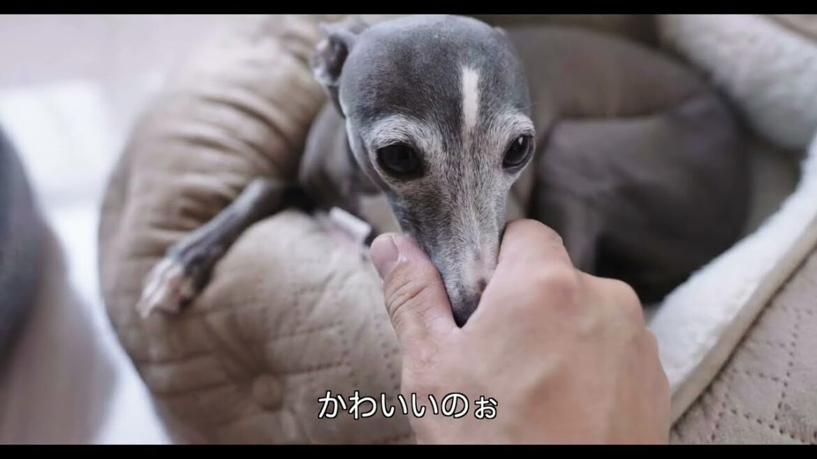 犬に新しいベッドを与えたら【イタグレ】