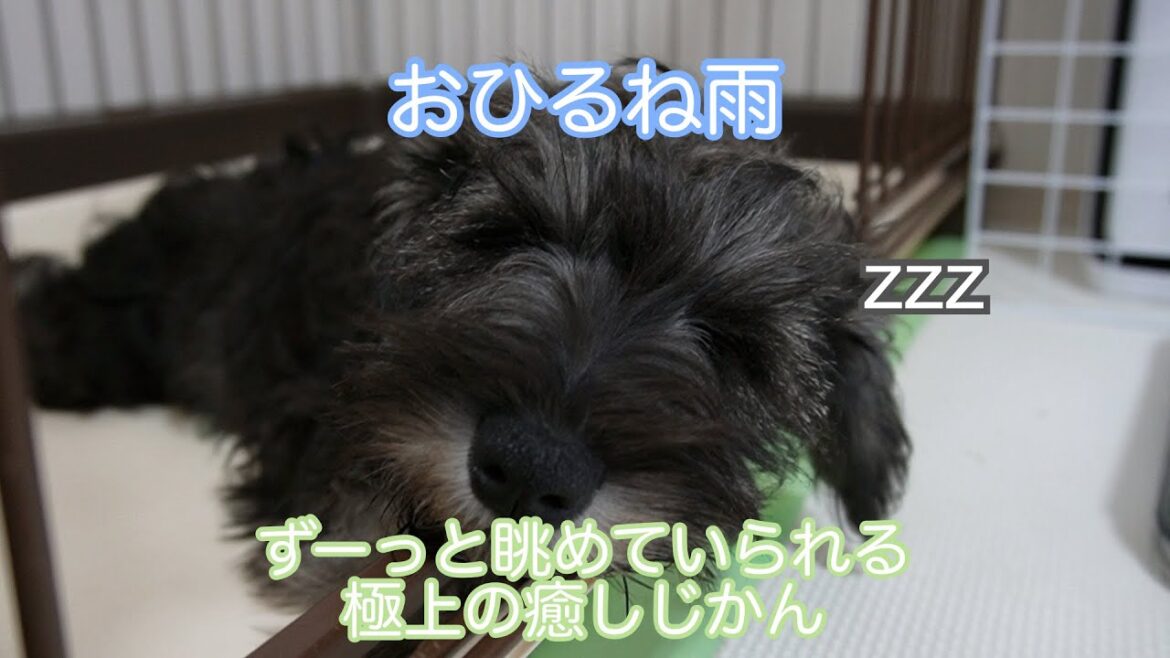 【ミニチュアシュナウザー】おひるね雨