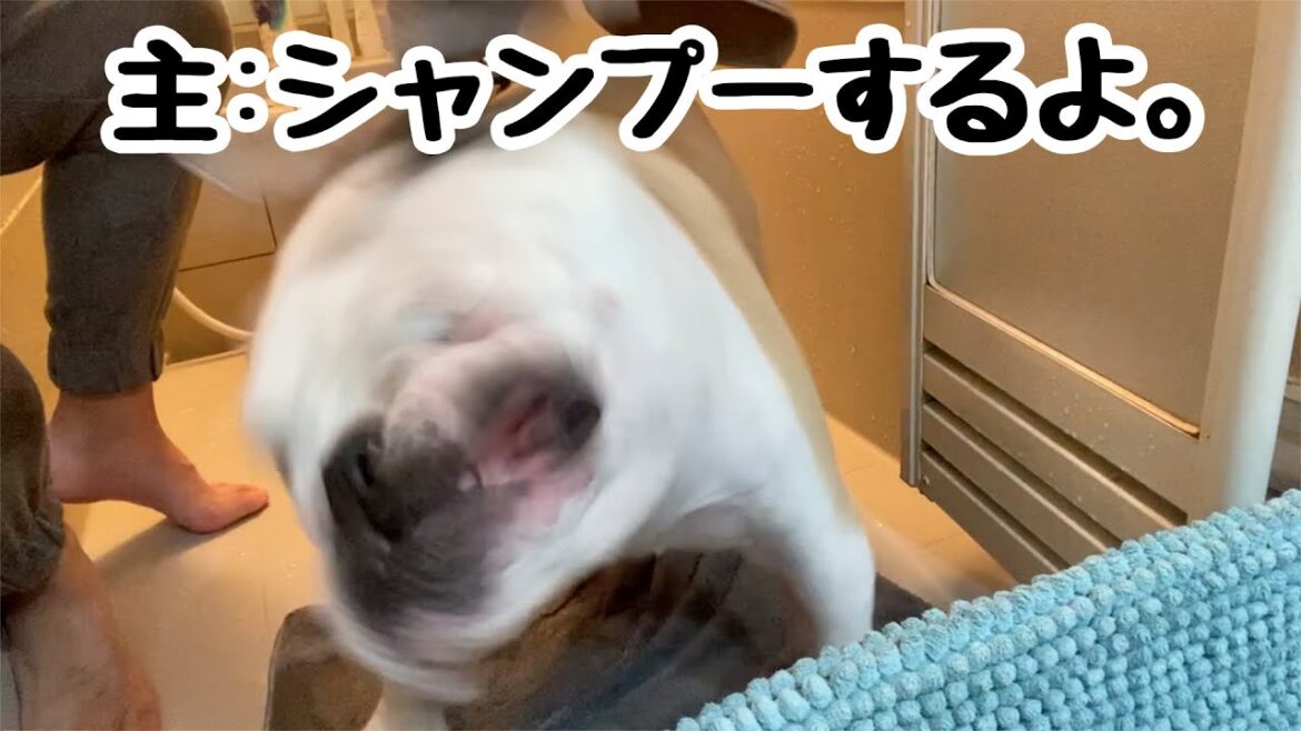 【ブルドッグシャンプー】週3回シャンプーされる犬