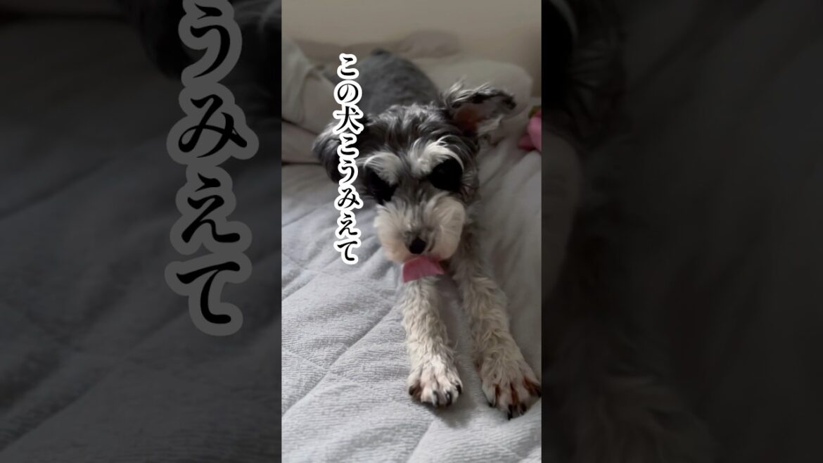 このミニシュナこう見えて… #ミニチュアシュナウザー   #しゃべる犬