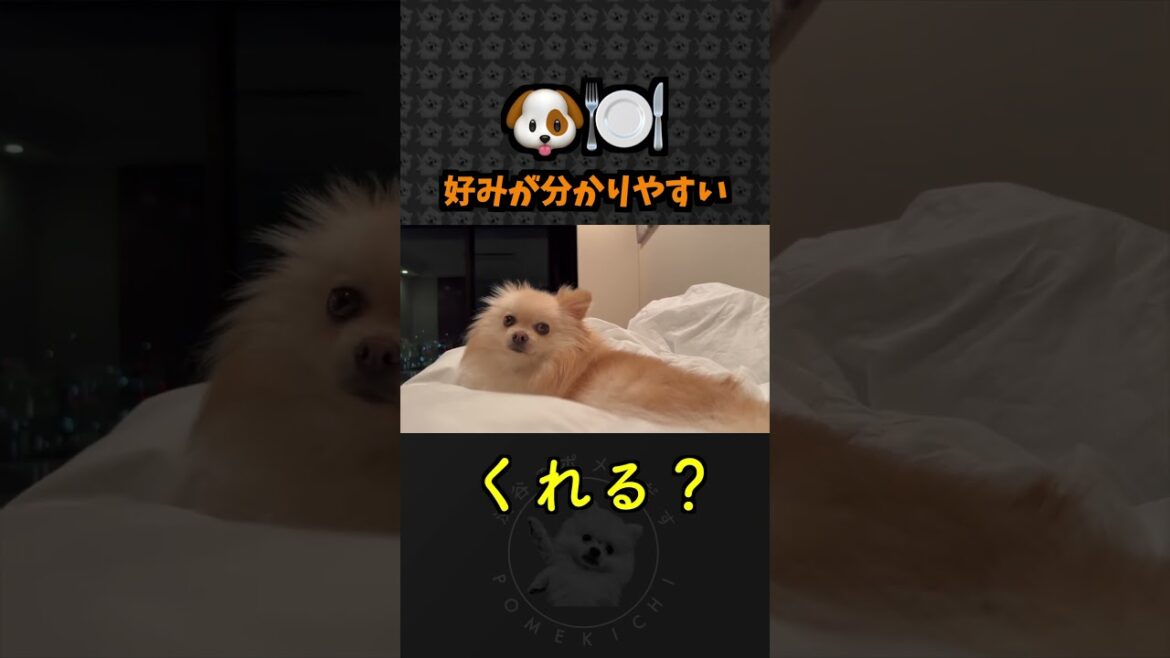 好みが分かりやすいポメラニアン #犬のきもち #ポメラニアン