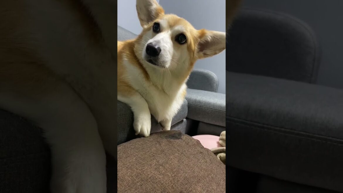 なぜだ？ #dog #cute #animal #くきたん