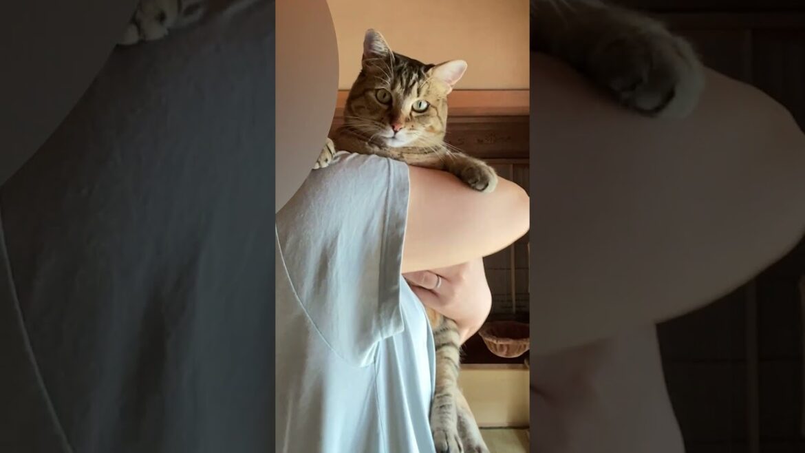 分離不安で鳴く元野良猫を抱っこであやすとこうなる #shorts #野良猫 #元野良猫 分離不安で鳴く元野良猫を抱っこであやすとこうなる #shorts #野良猫 #元野良猫