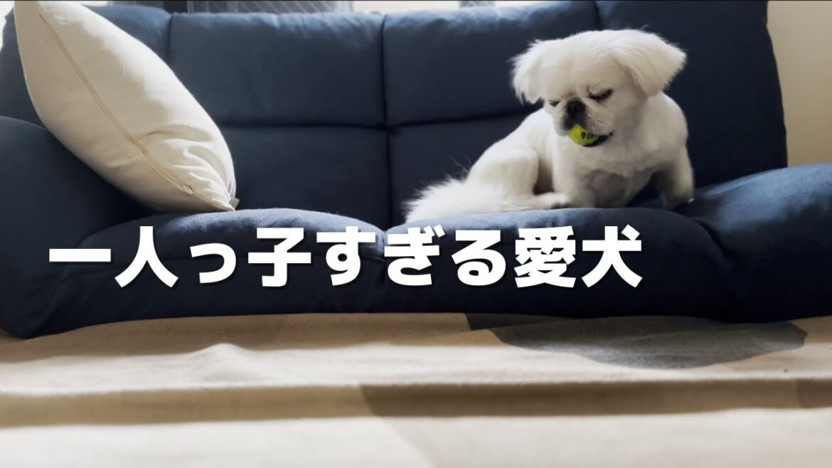 愛犬の一人っ子な遊び方 ｜ ペキニーズのキョン太郎