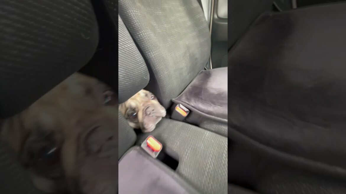 ひょっこりぶーちゃん😂フレンチブルドッグの看板犬ぶーちゃん#shorts