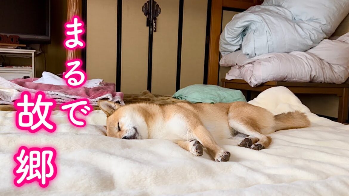 ママの実家で真昼間から大爆睡をキメる誰よりも寛ぐ柴犬が可愛い