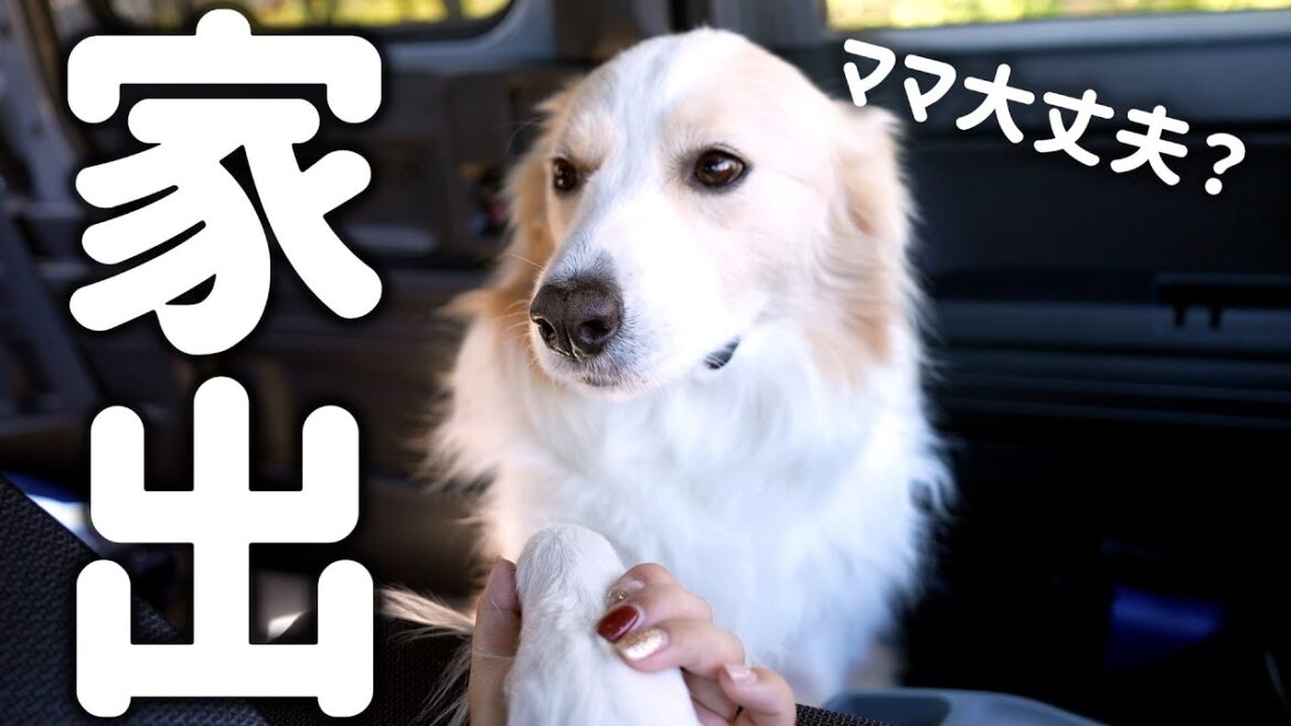 【感動】夫婦喧嘩をして家出したら愛犬が慰めてくれました…＃ボーダーコリー