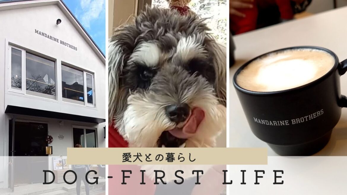人気ペットブランド 💕マンダリンブラザーズ・カフェ併設の直営店/ワンダウェイとマンダリンブラザーズのサロペットの違いは？