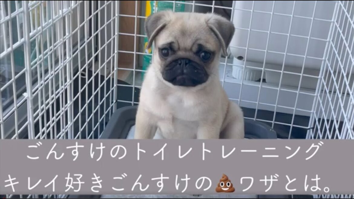 [パグ]〜ごんすけのトイレトレーニング〜キレイ好きごんすけのうんち事情🐶#パグ #pug#ぱぐ#子犬#dog #犬猫#ペット#赤ちゃん#baby#トイレトレーニング#しつけ#チャンネル登録のお願い