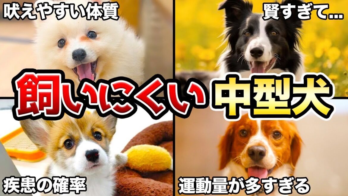 【初心者は注意】飼育が難しい中型犬5選！