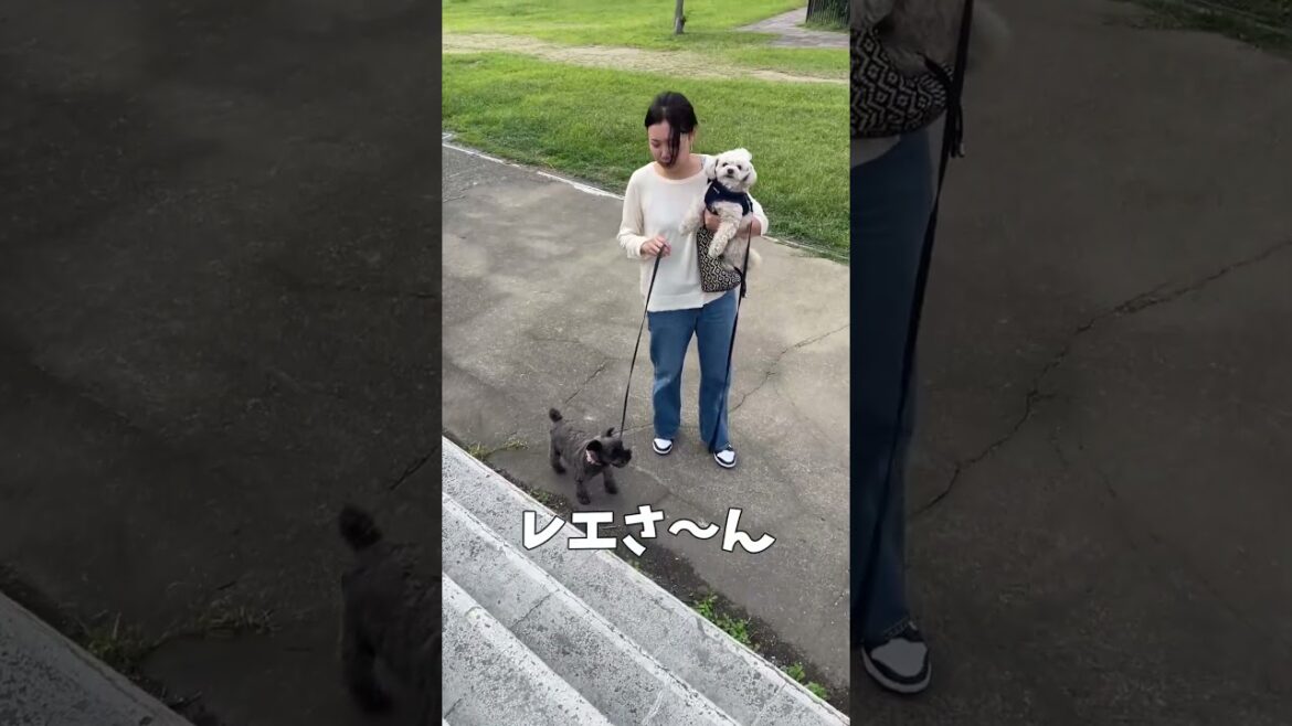 うちの妹凄いんです犬より【関西弁でしゃべる犬】My sister is amazing than a dog#562#大浜公園#ライザップ#ミニチュアシュナウザー#トイプー#shorts