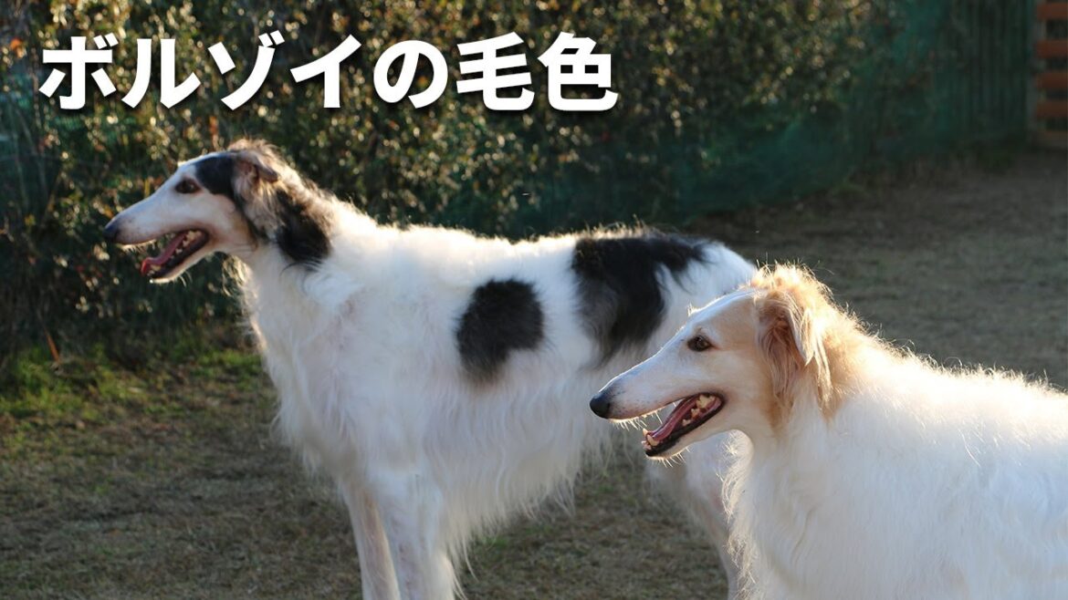 【ボルゾイの毛色】彼らの魅力でもある毛色について話してみました♪