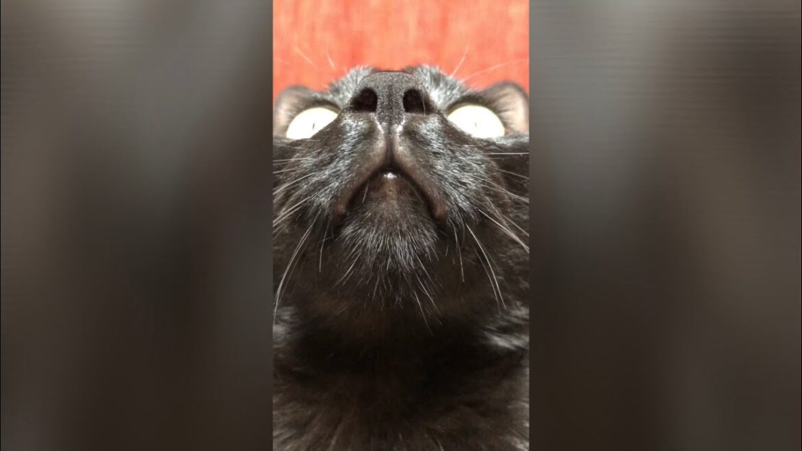 獲物を見つけた PUMAの瞳の凄みを衝撃映像で捉えました。Amazing shock image of PUMA's eyes that found the prey