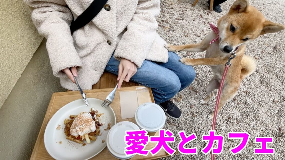 【お姉ちゃんと一緒！】愛犬も入れる京都で美味しい喫茶に行きました　柴犬小夏　ブルーボトルコーヒー　南禅寺