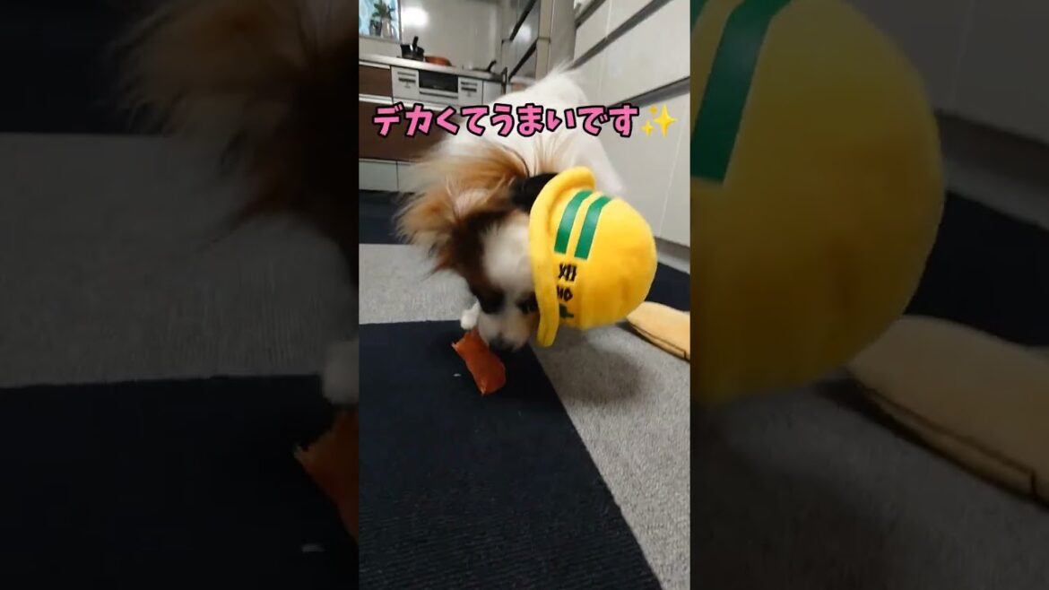 今日は給料日！ #パピヨン犬 #給料日 #かわいい犬