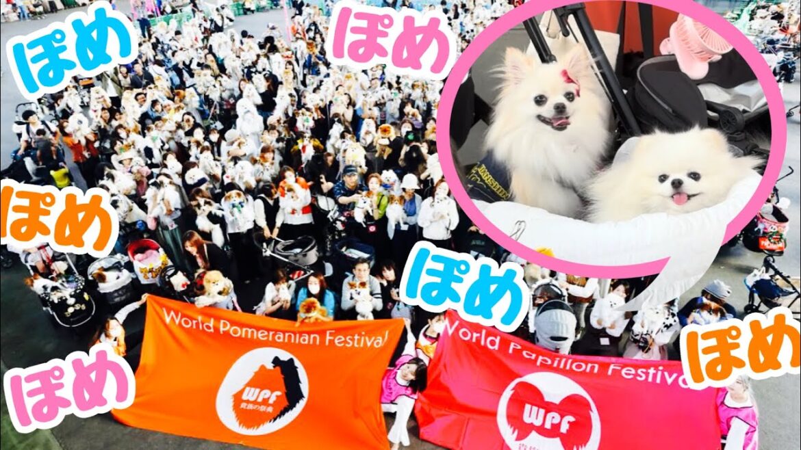 【関西最大級‼︎】ポメラニアンフェスに参加しました！