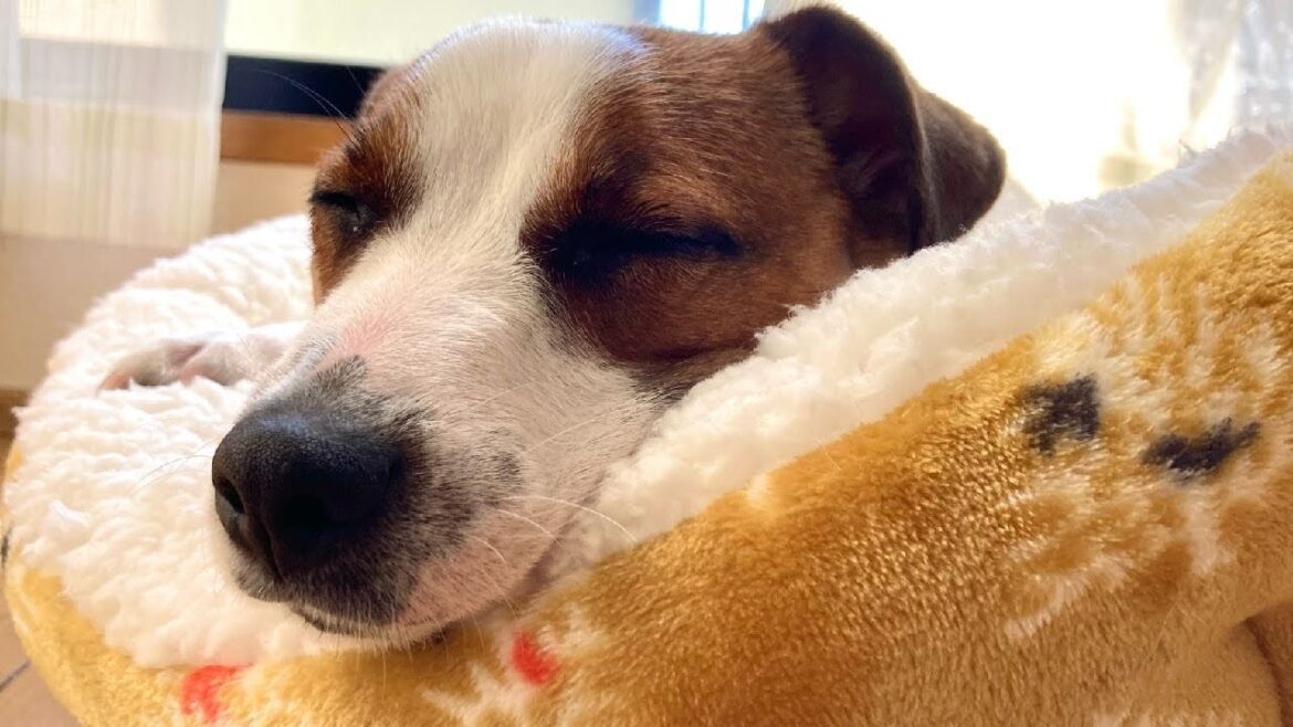 新しいベッドで寝息を立てて眠る犬が可愛い　ジャックラッセルテリア【なのは】