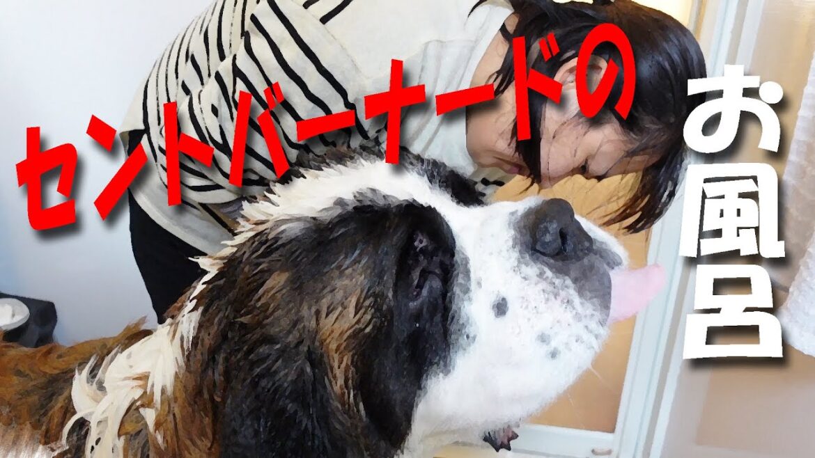 【超大型犬のお風呂　こんなに大変なの！？】２匹のセントバーナードをお風呂に入れてみた　平凡なセントバーナードの日記