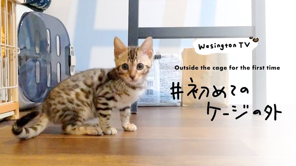 ベンガル猫のワシントンさん（オス・3か月） #初めてのケージの外