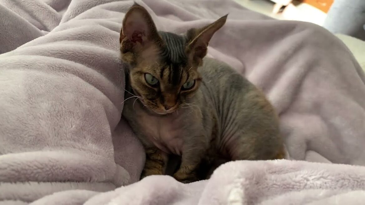 昼寝をしたいデボンレックス弟にちょっかい出して遊びました(Playing with sleepy Devon Rex cat) 昼寝をしたいデボンレックス弟にちょっかい出して遊びました(Playing with sleepy Devon Rex cat)
