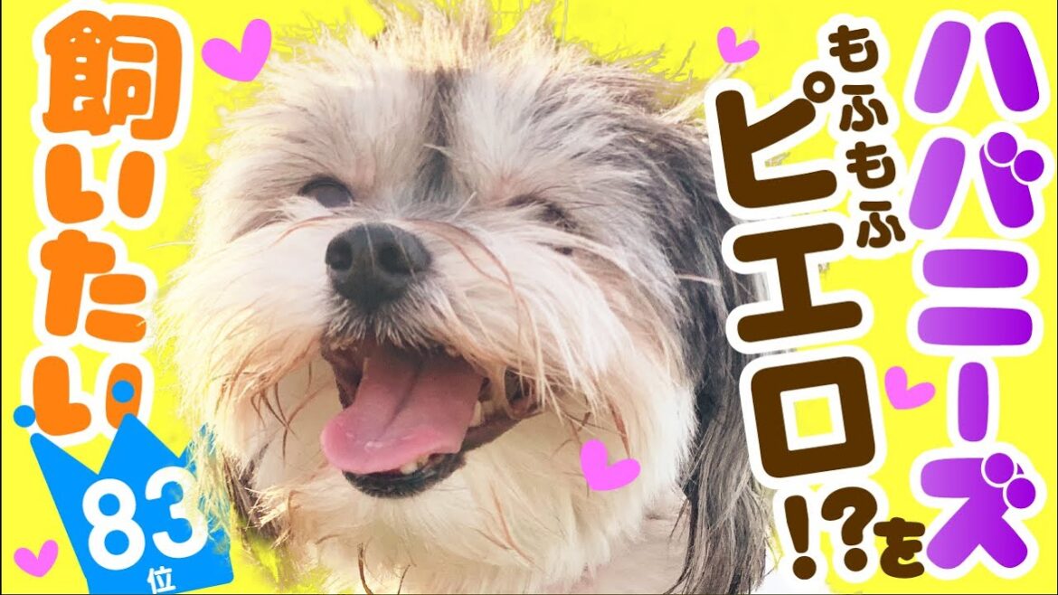 ❤️人気83位【ハバニーズってどんな犬？】子犬の価格や性格、寿命、飼いやすさは？ カワイイ動画でチェック！
