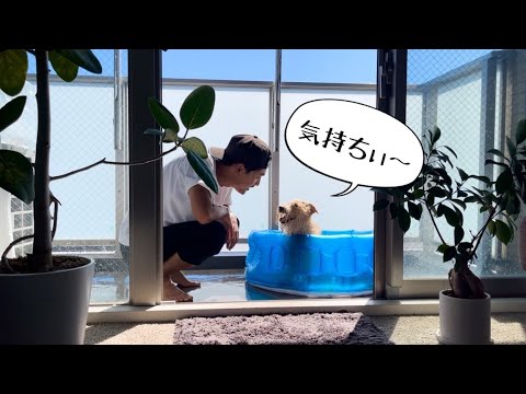 【お家プール】ベランダにプールを作ったら愛犬が大はしゃぎw夏の思い出。レークランドテリア 【お家プール】ベランダにプールを作ったら愛犬が大はしゃぎw夏の思い出。レークランドテリア