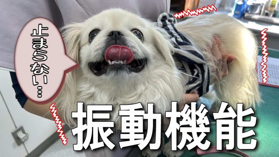 病院と予防接種が怖すぎて愛犬に新機能が追加されました！